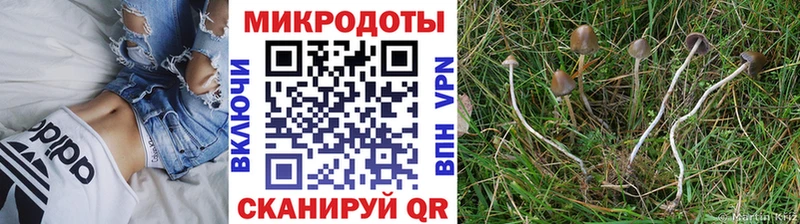 Псилоцибиновые грибы GOLDEN TEACHER  магазин продажи наркотиков  Белый 